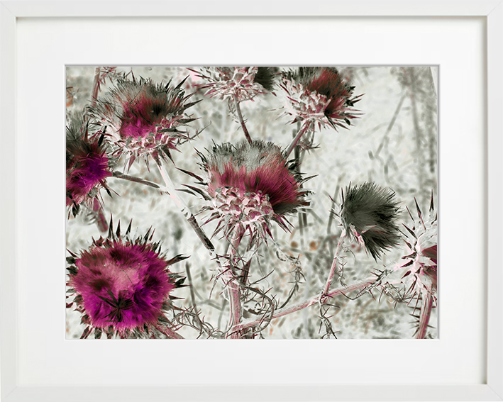 pink-artichoke